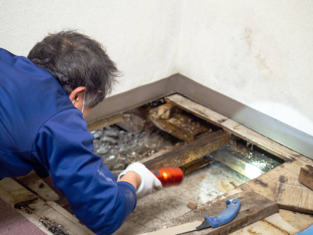 Stone Mountain, GA Mold Removal Company
