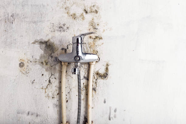 Best Affordable Mold Removal  in Stone Mountain, GA