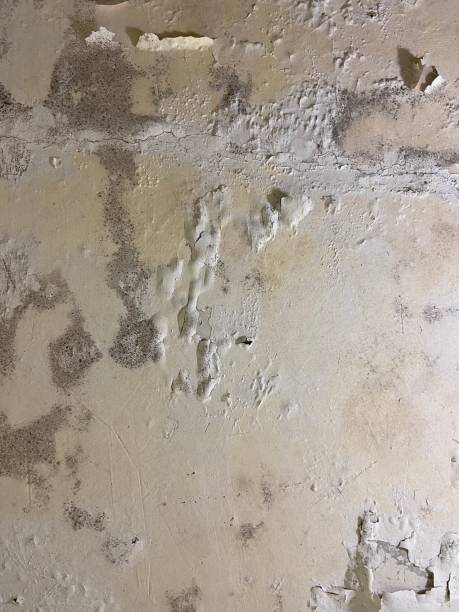 Best Mold Testing  in Stone Mountain, GA