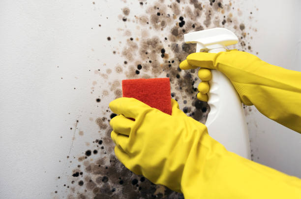 Best Home Mold Removal  in Stone Mountain, GA