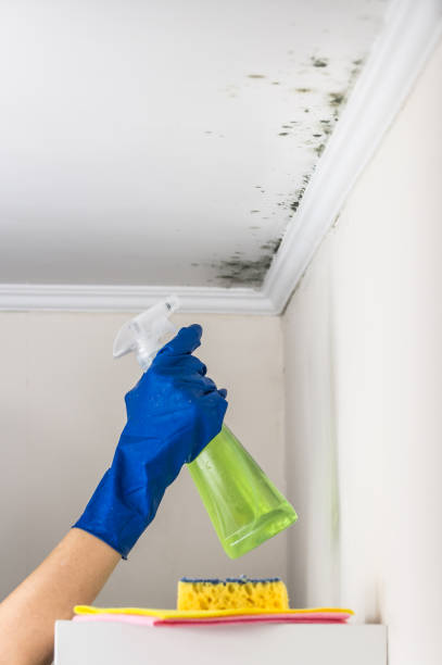 Best Commercial Mold Removal  in Stone Mountain, GA